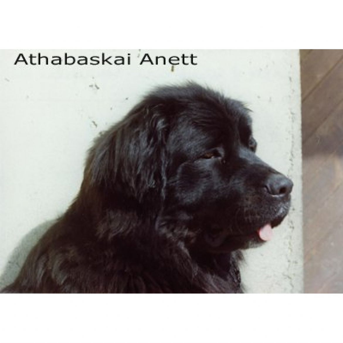 T Athabaskai Anett (01-01-1800)